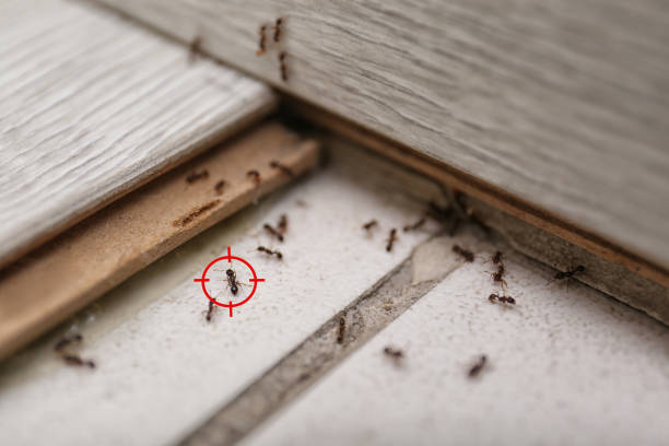 Best Wasp Removal Services  in Moultrie, GA