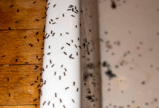 Insect Control in Moultrie, GA