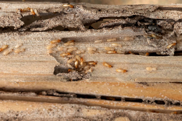 Best Affordable Pest Control Services  in Moultrie, GA